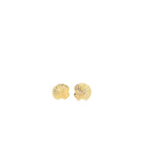 Tiny Seashell Stud Earrings
