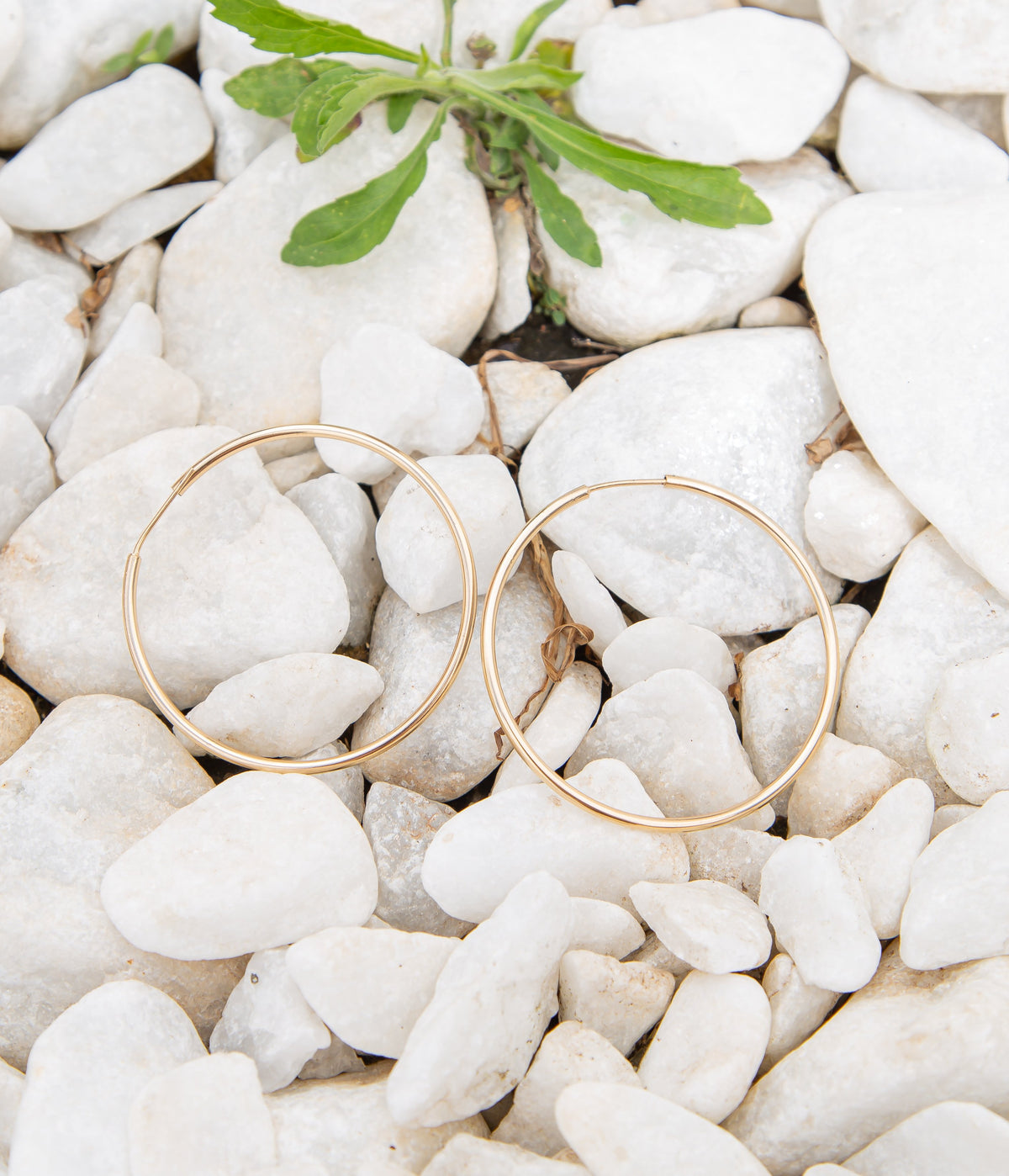 A pair of delicate gold hoop earrings rests among smooth white stones with a small green plant above them.
